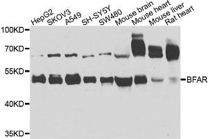 Western blot analysis of extracts of various cells, using BFAR antibody. (BFAR 抗体)