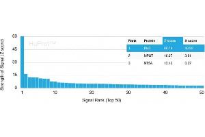 Analysis of Protein Array containing more than 19,000 full-length human proteins using Monospecific Mouse Monoclonal Antibody to Prohibitin (PHB/3193). (Prohibitin 抗体  (AA 167-261))