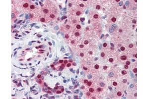 nti-SSB Antibody IHC staining of human liver. (SSB 抗体  (N-Term))