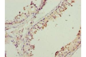 Immunohistochemistry of paraffin-embedded human testis tissue using ABIN7142411 at dilution of 1:100 (MRPL41 抗体  (AA 14-137))