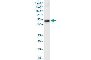 Immunoprecipitation of CARD8 transfected lysate using anti-CARD8 MaxPab rabbit polyclonal antibody and Protein A Magnetic Bead , and immunoblotted with CARD8 purified MaxPab mouse polyclonal antibody (B01P) . (CARD8 抗体  (AA 1-392))