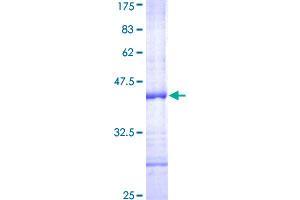 Image no. 1 for CD69 (CD69) (AA 90-199) protein (GST tag) (ABIN1348688)
