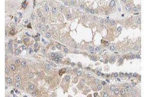 ABIN6268747 at 1/100 staining human kidney tissue sections by IHC-P. (Caspase 12 抗体  (Internal Region))