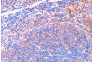 Immunohistochemical staining of mouse spleen tissue using Diablo polyclonal antibody  at 2 ug/mL .