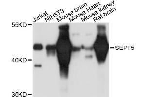 Western blot analysis of extracts of various cell lines, using SEPT5 antibody. (Septin 5 抗体)
