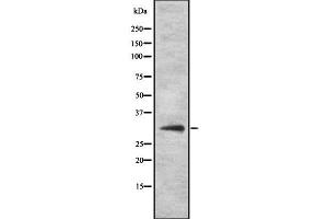 Western blot analysis of PITX3 using COS7 whole cell lysates (PITX3 抗体)