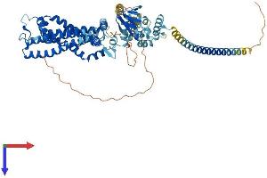 CNGA2 Protein (AA 1-664) (His tag)