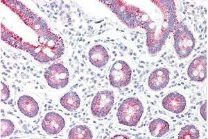ABIN185474 (5µg/ml) staining of paraffin embedded Human Small Intestine. (Monoamine Oxidase A 抗体  (Internal Region))