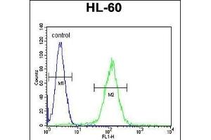 Flow Cytometry (FACS) image for anti-Olfactory Receptor, Family 10, Subfamily J, Member 5 (OR10J5) (AA 243-270), (C-Term) antibody (ABIN655222)