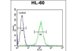 OR10J5 Antibody (C-term) (ABIN655222 and ABIN2844830) flow cytometric analysis of HL-60 cells (right histogram) compared to a negative control cell (left histogram). (OR10J5 抗体  (C-Term))