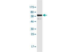 Western Blot detection against Immunogen (58. (EPYC 抗体  (AA 20-322))