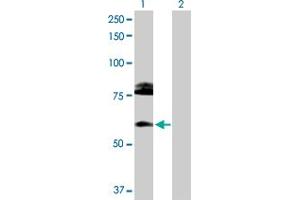 Western Blot analysis of CREB3L1 expression in transfected 293T cell line by CREB3L1 MaxPab polyclonal antibody. (CREB3L1 抗体  (AA 1-519))