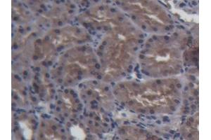 DAB staining on IHC-P; Samples: Porcine Kidney Tissue (FABP1 抗体  (AA 1-127))