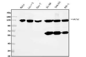 Western blot analysis of MCM2 using anti-MCM2 antibody (ABIN7601594).