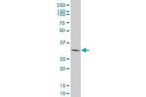 CDK4 monoclonal antibody (M09), clone 8A10 Western Blot analysis of CDK4 expression in HeLa . (CDK4 抗体  (AA 211-303))