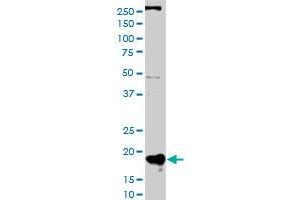 Western Blotting (WB) image for anti-Polymerase (RNA) II (DNA Directed) Polypeptide H (POLR2H) (AA 1-150) antibody (ABIN562310)