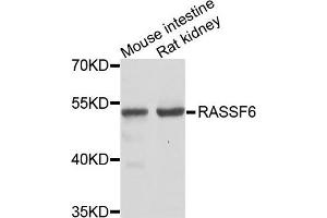 Western blot analysis of extracts of various cells, using RASSF6 antibody. (RASSF6 抗体)