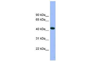 WB Suggested Anti-ACTR3 Antibody Titration: 0. (ACTR3 抗体  (N-Term))