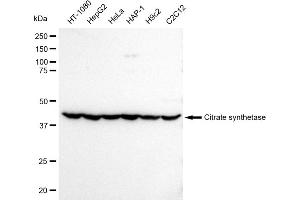 Western blotting analysis using Citrate synthetase antibody (ABIN7798088).
