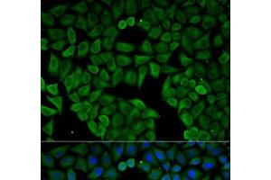 Immunofluorescence analysis of HeLa cells using CHRNA1 Polyclonal Antibody (CHRNA1 抗体)