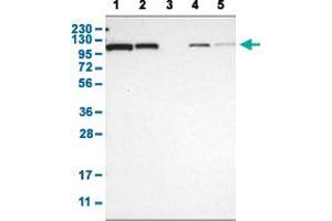Western Blot analysis with HSPA4 polyclonal antibody . (HSPA4 抗体  (AA 699-808))