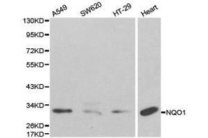 Western Blotting (WB) image for anti-NAD(P)H Dehydrogenase, Quinone 1 (NQO1) antibody (ABIN1873943) (NQO1 抗体)