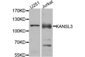 Western blot analysis of extracts of U251 and Jurkat cell lines, using KANSL3 antibody. (KANSL3 抗体)