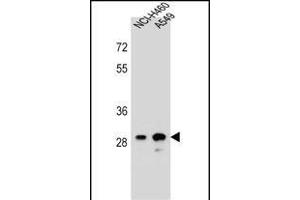 DHRS4L1 Antibody (C-term) (ABIN656463 and ABIN2845747) western blot analysis in NCI-,A549 cell line lysates (35 μg/lane). (DHRS4L1 抗体  (C-Term))
