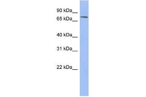 WB Suggested Anti-PNN Antibody Titration: 0. (PNN 抗体  (N-Term))