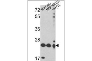 Western blot analysis of PRDX3 Antibody (N-term) (ABIN389470 and ABIN2839534) in NCI-,MDA-M,HepG2 cell line lysates (35 μg/lane). (Peroxiredoxin 3 抗体  (N-Term))