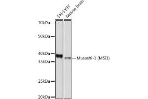 Western blot analysis of extracts of various cell lines, using Musashi-1 (MSI1) Rabbit mAb (ABIN7268700) at 1:1000 dilution. (MSI1 抗体)