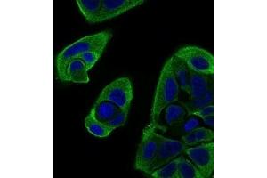 Immunofluorescence analysis of MCF-7 cells using RELB mouse mAb (green). (RELB 抗体  (AA 273-443))