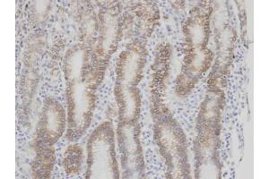IHC-P Image Immunohistochemical analysis of paraffin-embedded human normal gastric epithelium (gland) , using F7, antibody at 1:100 dilution. (Factor VII 抗体)