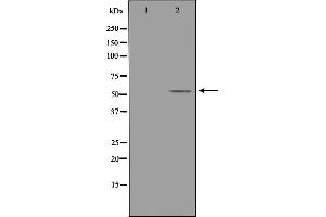 Western blot analysis of extracts from 3T3 cells, using TRAF4 antibody. (TRAF4 抗体  (Internal Region))