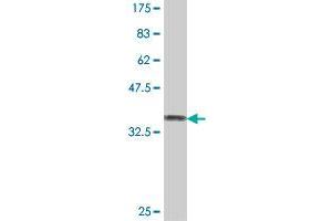 Western Blot detection against Immunogen (37. (C1orf57 抗体  (AA 91-190))