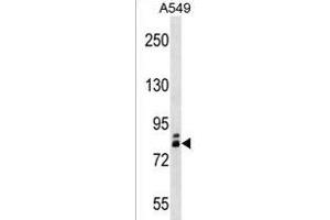 ZN Antibody (N-term) (ABIN1538894 and ABIN2843343) western blot analysis in A549 cell line lysates (35 μg/lane). (ZNF252 抗体  (N-Term))