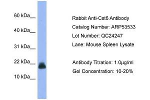 WB Suggested Anti-Cst6  Antibody Titration: 0. (CST6 抗体  (Middle Region))