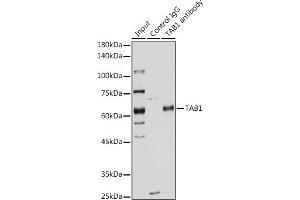 Immunoprecipitation analysis of 200 μg extracts of HeLa cells using 3 μg T antibody (ABIN6131955, ABIN6148795, ABIN6148796 and ABIN6221421). (TAB1 抗体  (AA 205-504))
