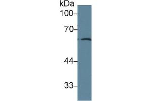 Western Blot; Sample: Human PC3 cell lysate; Primary Ab: 1µg/ml Rabbit Anti-Rat FRS2 Antibody Second Ab: 0. (FRS2 抗体  (AA 268-453))