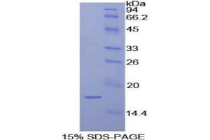 SDS-PAGE analysis of Dog Interleukin 1 alpha Protein.
