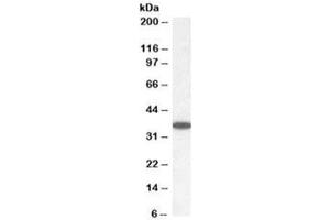 Western blot testing of human cerebellum lysate with PPP2CA/B antibody at 0. (PPP2CA/B 抗体)