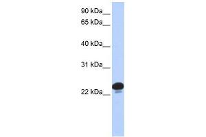 CAPS antibody used at 1 ug/ml to detect target protein.