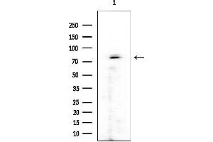 anti-Ring Finger and WD Repeat Domain 3 (RFWD3) (N-Term) antibody