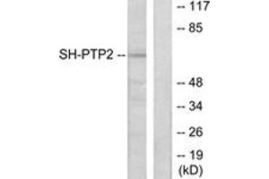 Western blot analysis of extracts from COS7 cells, using SH-PTP2 Antibody. (PTPN11 抗体  (AA 321-370))