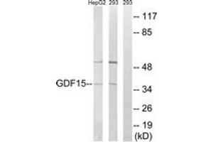 Western blot analysis of extracts from 293/HepG2 cells, using GDF15 Antibody. (GDF15 抗体  (AA 31-80))