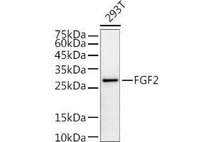 Western blot analysis of extracts of 293T cells, using FGF2 antibody (ABIN3020744, ABIN3020745, ABIN3020746 and ABIN6213702) at 1:1000 dilution. (FGF2 抗体  (AA 143-288))