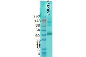 Western Blot analysis of Rat brain membrane lysate showing detection of CaMKII protein using Mouse Anti-CaMKII Monoclonal Antibody, Clone 6G9 . (CAMKII gamma 抗体  (FITC))