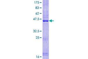 PLAC8-Like 1 (PLAC8L1) (AA 1-177) protein (GST tag)