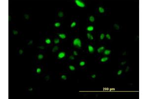 Immunofluorescence of purified MaxPab antibody to SMNDC1 on HeLa cell. (SMNDC1 抗体  (AA 1-238))