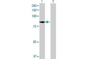 Western Blot analysis of C9orf52 expression in transfected 293T cell line by C9orf52 MaxPab polyclonal antibody. (TTC39B 抗体  (AA 1-616))